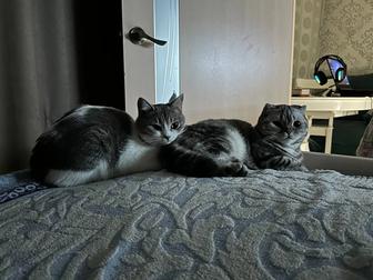 В связи с переездом отдам кошек (временно)