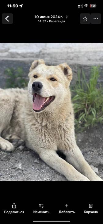 Отдам щенят