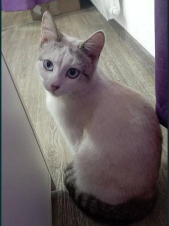 Отдам кошечку в хорошие руки!