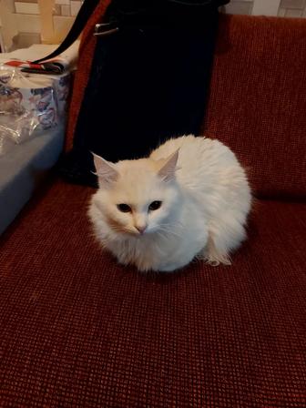 Турецкая Ангора Кот отдам