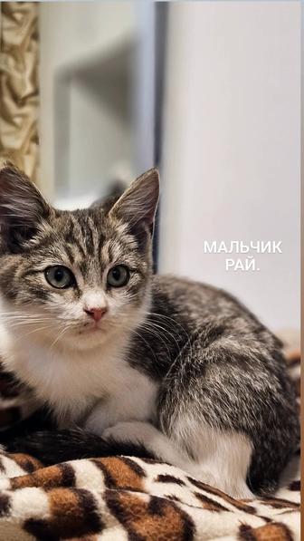 Отдам котят в добрые руки.