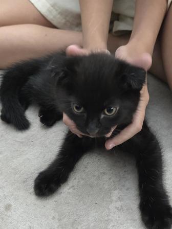 Продам котят шотландцы