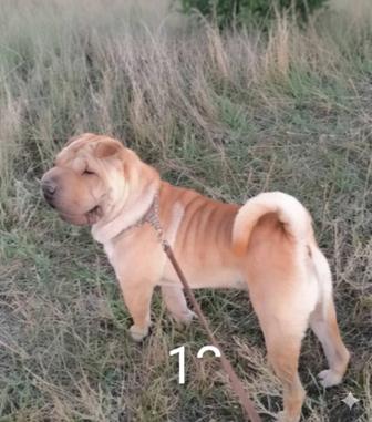 Отдам шарпея