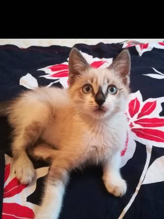 Котенок в дар