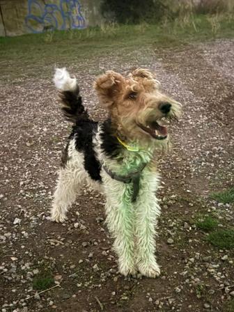 Потерялась собака в районе Аксай-2. Фокс-терьер,возраст 1 год 2 месяца