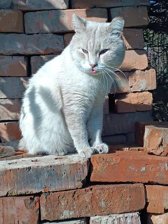 !!! КОТ Тайский окрас СИЛЬВЕР-пойнт . .