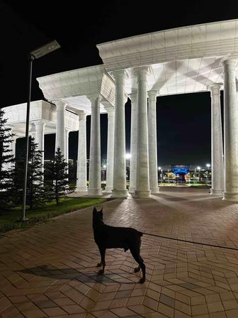 Платная передержка ваших питомцев