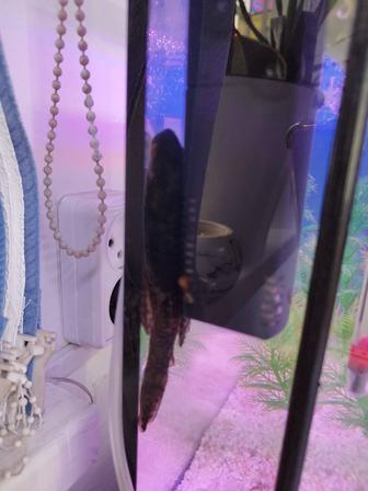 Отдам даром Сомика рыбка