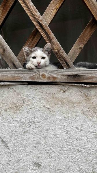 Отдам кота в хорошие руки