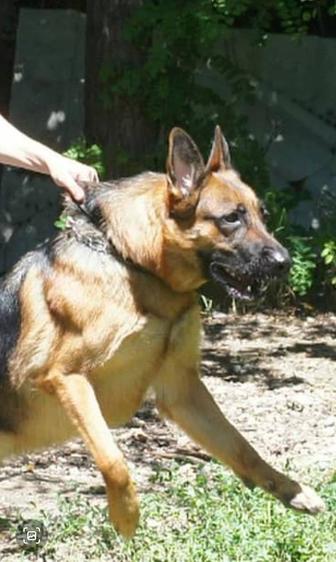 Дрессировка собак в Жезказгане