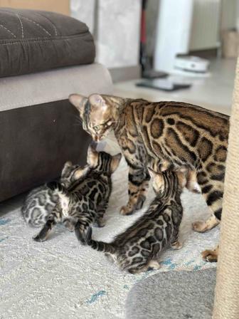 Бенгальский котенок , бенгалы, бенгальская кошка, родословные