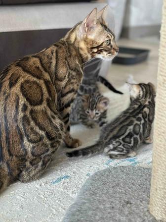Бенгальские котята , бенгальская кошка, родословные