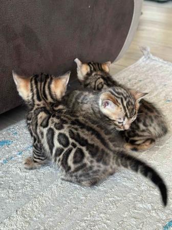 Бенгальский котенок , бенгальская кошка, родословные