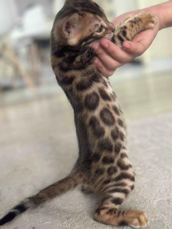 Бенгальский котенок , бенгалы, бенгальская кошка