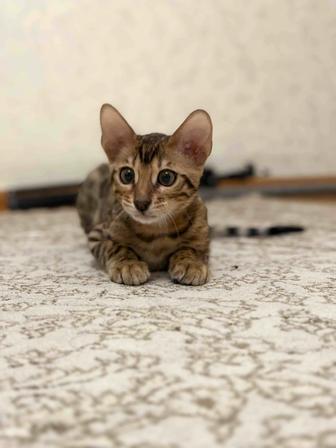 Бенгальский котенок