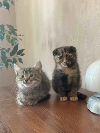 Котята ищут свою семью