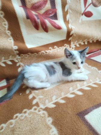 Отдам котят в хорошие руки.