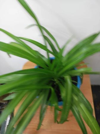 Хлорофитум.