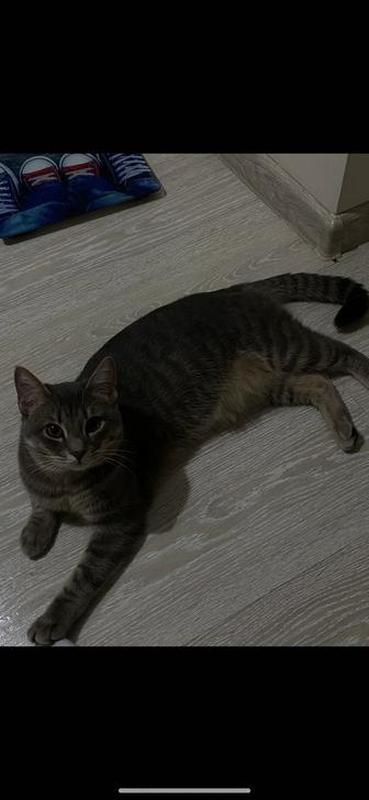 Отдам кота в Добрые Руки!