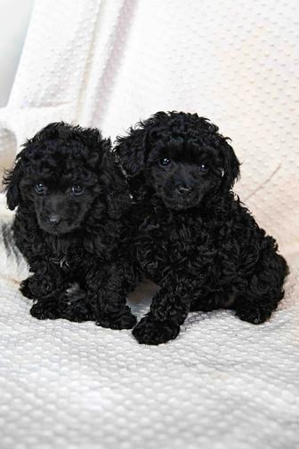 Щенки той пуделя