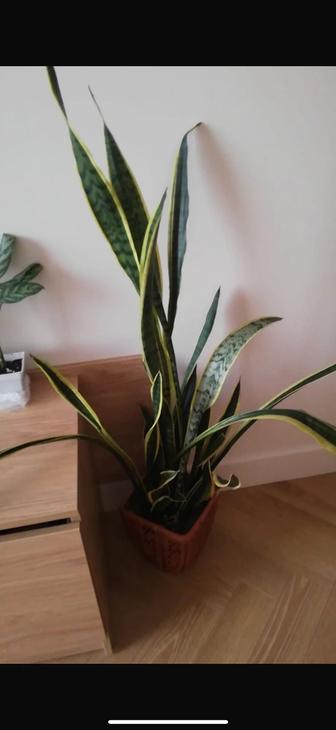 Отдам в хорошие руки цветок сансевиерия