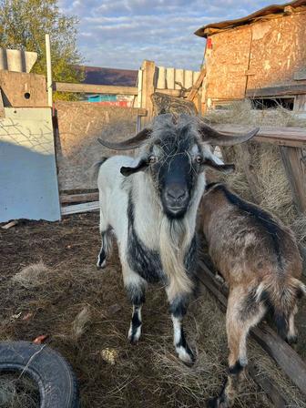 Козы молочной породы