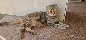 Отдам кошечку в добрые руки