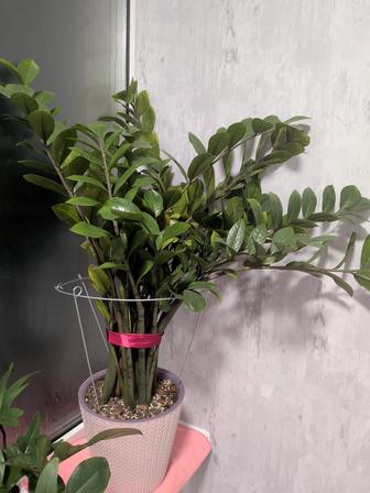 Продам замиокулькас