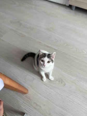 Отдам даром кота
