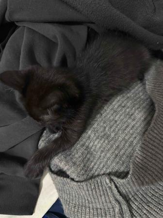 отдам котят бесплатно