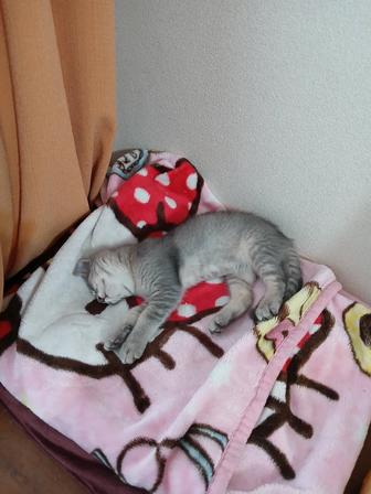 Отдам котенка