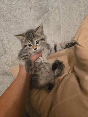 Красавец кот ищет семью