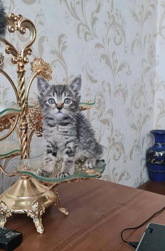 Отдам котенка в добрые руки