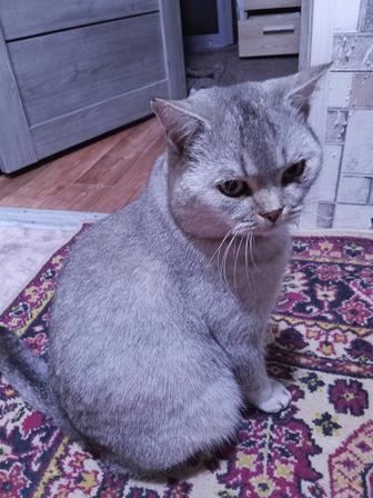 Кот для вязки Скоттиш страйт.