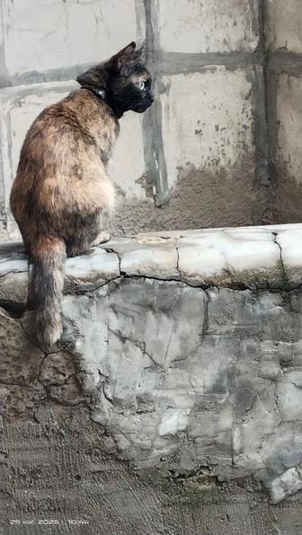 Утеряна кошечка Черри.В районе Юбилейного магазина.