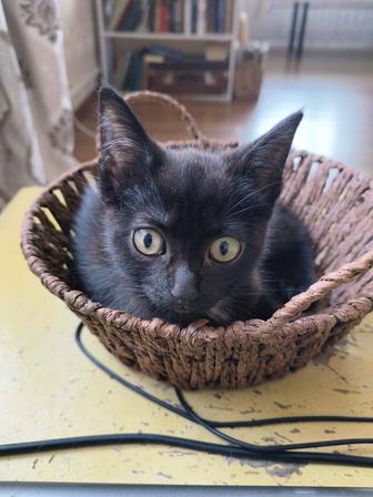 Котенок мальчик