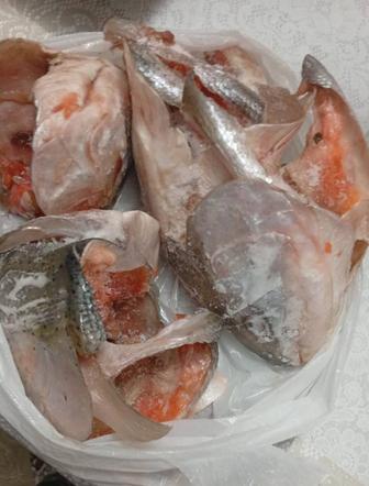 Головы рыбы семги