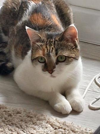 Кошка