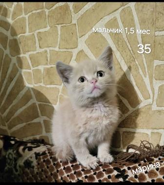 Котенок ищет дом