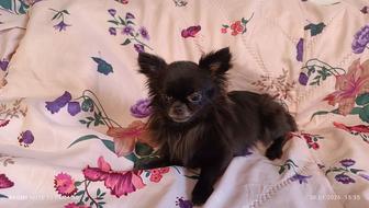 Продажа. Кобель Чихуахуа