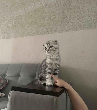 Продам котят Уральск