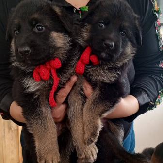 Продам щенков немецкой овчарки