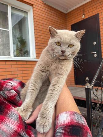 Кот британец в добрые руки