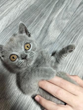 Британский котенок. Девочка