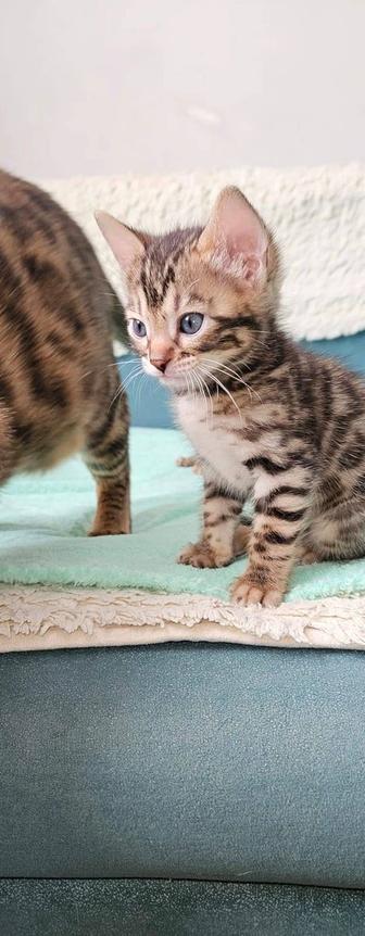 Продам Бенгальских котят