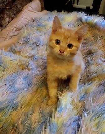 Котенок ищет дом