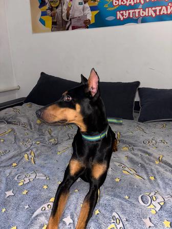 Продаю Добермана