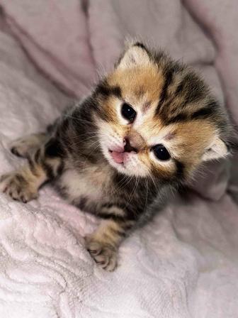 Котята-медвежата