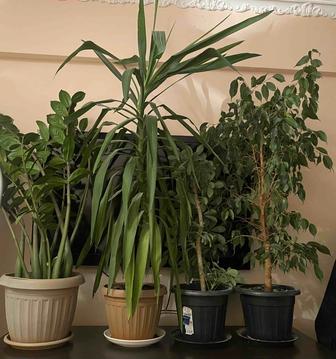 Комнатные цветы больших размеров