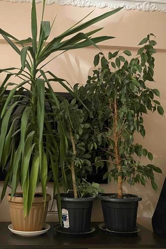 Комнатные цветы больших размеров